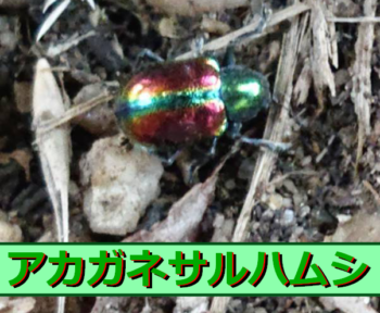 Thumbnail of post image 143